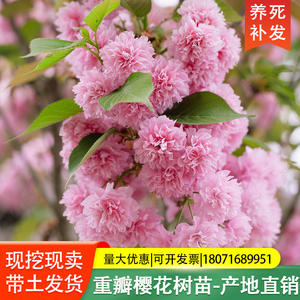 樱花树苗樱花树日本嫁接樱花重瓣别墅庭院风景树地栽晚樱高杆花树