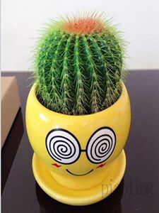 防辐射多肉植物仙人球盆栽仙人掌盆栽万重山金虎仙人球.