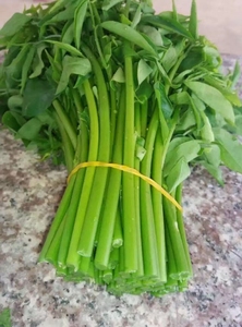 树仔菜五指山益肝菜海南野菜天绿香青菜叶菜新鲜现摘现发顺丰速运