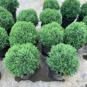 皮球松盆栽 松柏球球形的柏树室内外绿色小植物四季常青净化空气