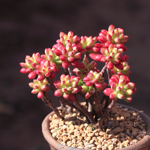 【多肉红旗儿】多肉红旗儿品牌,价格 - 阿里巴巴