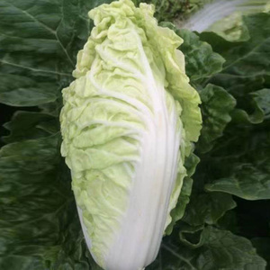 早熟宝宝菜种子甜嫩耐热快菜娃娃菜种籽春四季结球小白菜孑银丝王