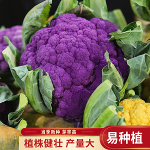 紫花椰菜种子有机菜花西蓝花种籽春秋四季播高产大田阳台蔬菜种孑