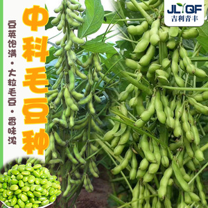 中科鲜食毛豆种子审定早熟高产黄豆种籽青豆蔬菜种孑大全春秋四季