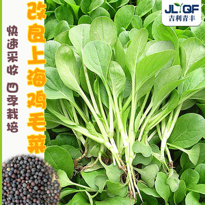 鸡毛菜菜籽种四季速生小白菜种孑上海青菜种子阳台盆栽蔬菜大全