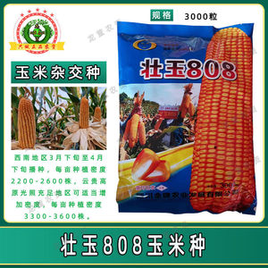 001人付款淘宝正大808 玉米种子高产王抗旱抗倒矮杆大穗春播夏播国审
