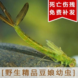 豆娘蜻蜓幼虫野生高端活体凶猛杂食耐活好养淡水水生迷你宠物昆虫