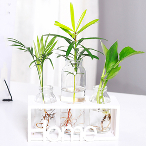 袖珍椰子水培小盆栽办公室玻璃瓶绿植室内桌面水养绿萝罗汉松植物