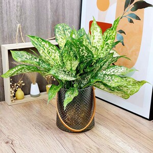 翡翠皇后万年青水培盆栽四季常青水养好养易活绿植室内办公室桌面