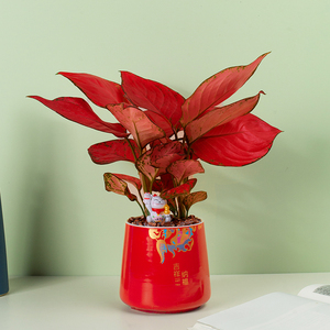富贵红吉利红土培红瓷盆栽桌面盆栽绿植红红火火四季常红绿植好养
