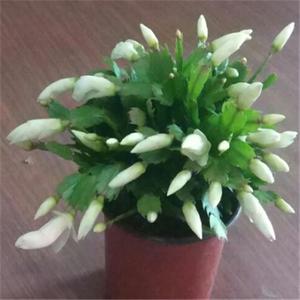蟹爪兰盆栽 白色蟹爪兰苗 白色 白玛丽 观花植物 室内花卉 包邮