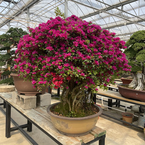 精品杜鹃花盆景树桩 万紫千红映山红五彩杜鹃老桩四季