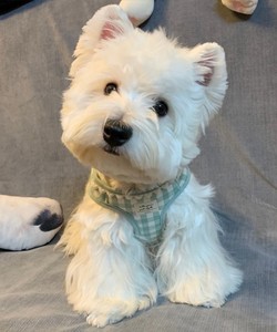 西高地幼犬西高地白梗幼犬纯种西部高地白梗犬双血统西高地宠物狗