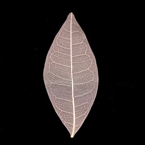 天然树叶标本玉兰叶脉树叶书签diy材料包手工自制叶脉干花道具