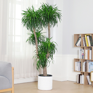 龙血树大型植物室内吸甲醛绿植多头老桩造型龙须树盆栽大网红植物