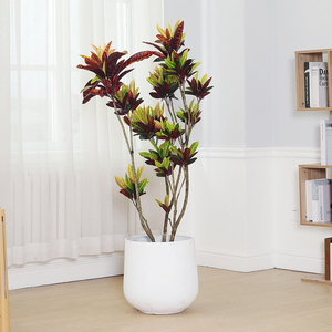 造型变叶木北欧风四季观赏室内吸甲醛客厅办公室真绿植植物