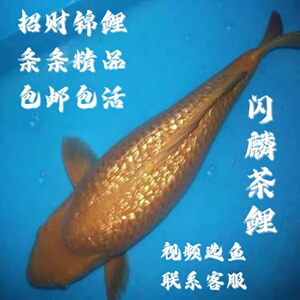 000人付款淘宝日本锦鲤活体 金鱼活体 锦鲤 巨型 黄金闪鳞金银鳞龙凤