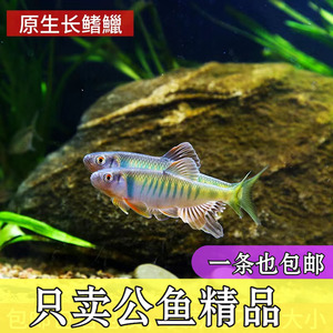 原生长鳍鱲纯野宽鳍鱲溪流马口鱲冷水观赏宠物鱼淡水桃花鱼溪哥鱼