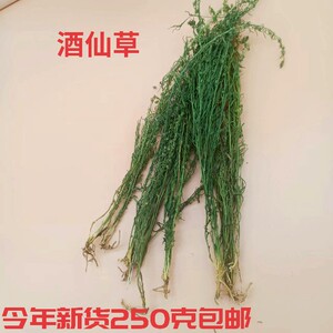 tb0905115_88淘宝仙草集家用喷壶84小型喷雾器糖果壶手动包邮养花绿