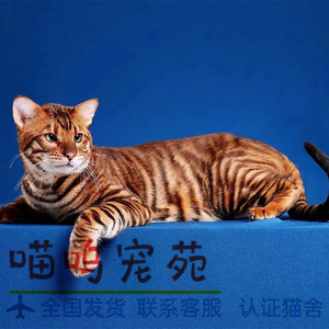 玩具虎猫价位图片