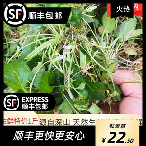 深山七星莲潮汕人参草 中草药材新鲜茶匙黄现挖包邮500克干品另售