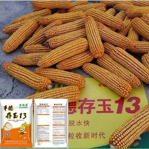 丰德存玉13 长粒 红轴 高产 稳产 双国审玉米种子