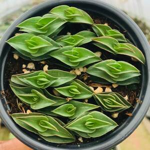 锦上添花盆栽一帆风顺多肉锦上添花植物盆栽发财树桌面盆栽组合花