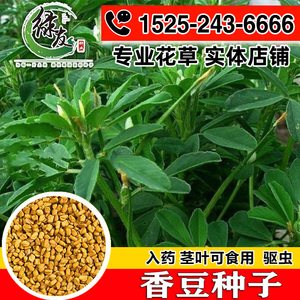 香豆种子 中华香草香囊草种子东北端午做香包用 2021新款种籽