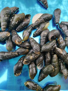 开化青蛳野生清水山坑螺蛳衢州青丝舌尖美食鲜活田螺钉螺石螺包邮