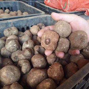 魔芋种籽一代云南省高产魔芋种子四季种植花魔芋籽珠芽中药材种籽