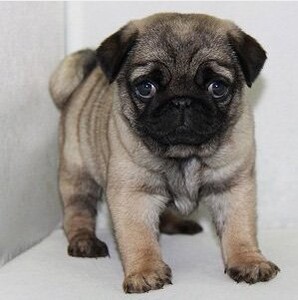 纯种巴哥幼犬活体家庭狗狗英版巴哥短毛犬哈巴狗八哥犬小型宠物狗