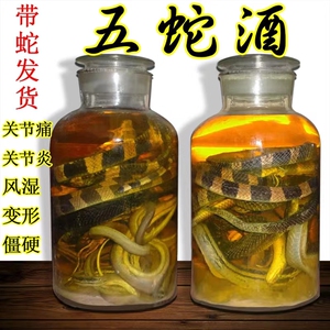 五蛇酒苗家自泡活龟乐邦步带眼镜三蛇酒中药材风湿骨痛喝擦乌梢