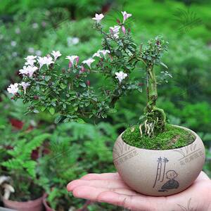 提根悬崖红花六月雪福建茶花小盆景室内客厅植物盆栽小苗树桩盆景