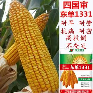 先玉1331玉米种子图片图片