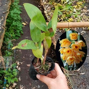 具槽石斛