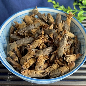 蝼蛄中药材新货土狗 地狗 蝲蝲蛄整只100克店内另有蟋蟀 五谷虫