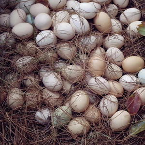 富硒野生孕妇初生红心云南我老家虫草正宗散养新鲜农村农家土鸡蛋