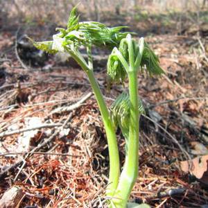 东北山野菜苦力芽籽兴安升麻种子植物窟窿牙苗家庭盆栽易活