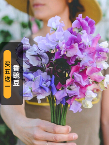 8019人付款天猫黑土豆可做种子紫土豆种孑带芽种植10 原种紫色洋芋