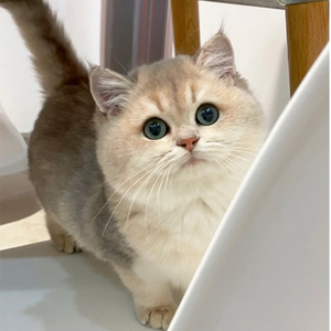 纯种蓝金渐层猫紫金蓝渐层猫英短短毛猫幼崽活体银渐层ny12幼猫