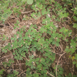 三点金正宗潮汕三点青野外 新鲜三脚虎500g中草药现采 三叶人字草