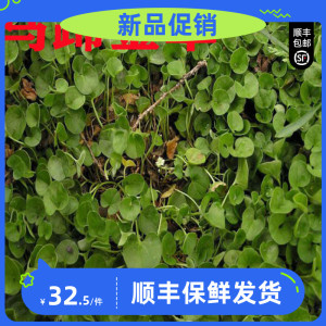 800人付款淘宝野生新鲜积雪草雷公根500g中药材晒干特级无硫马蹄草