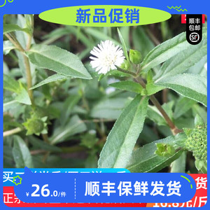 天然新鲜墨旱莲草深山农家现采黑墨草旱墨莲鳢肠草水旱莲500g包邮
