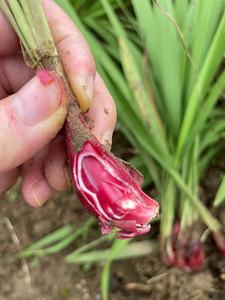 现挖小红蒜根一斤中药材野生红葱头食用煲汤通鼻百步还阳血葱可种