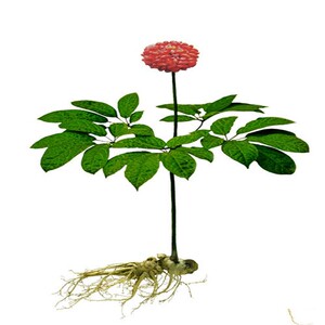 004人付款淘宝云南三七盆栽文山三七树三七花室内绿植客厅喜阴小叶