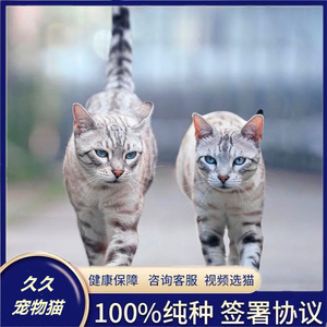 孟加拉豹猫雪豹银豹纯种幼崽双血统赛级宠物猫金豹空心纹北京猫舍
