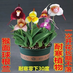 【耐寒品种】猴面球根花四季养殖花卉室内盆栽阳台植物冻不死盆栽