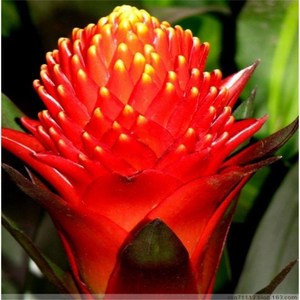 火炬 (鸿运当头)红星凤梨花 新居开店乔迁植物室内花卉盆栽