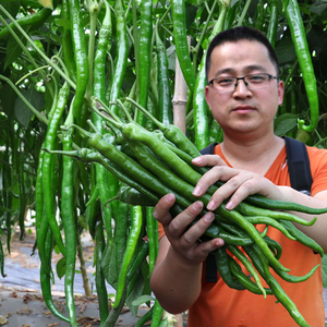 线椒种子超辣高产辣椒二荆条长四季种籽盆栽南方种苗蔬菜种孑春季