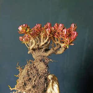 橙花瑞香盆景素材 千年矮米叶橙花瑞香绿植盆景花卉盆栽
